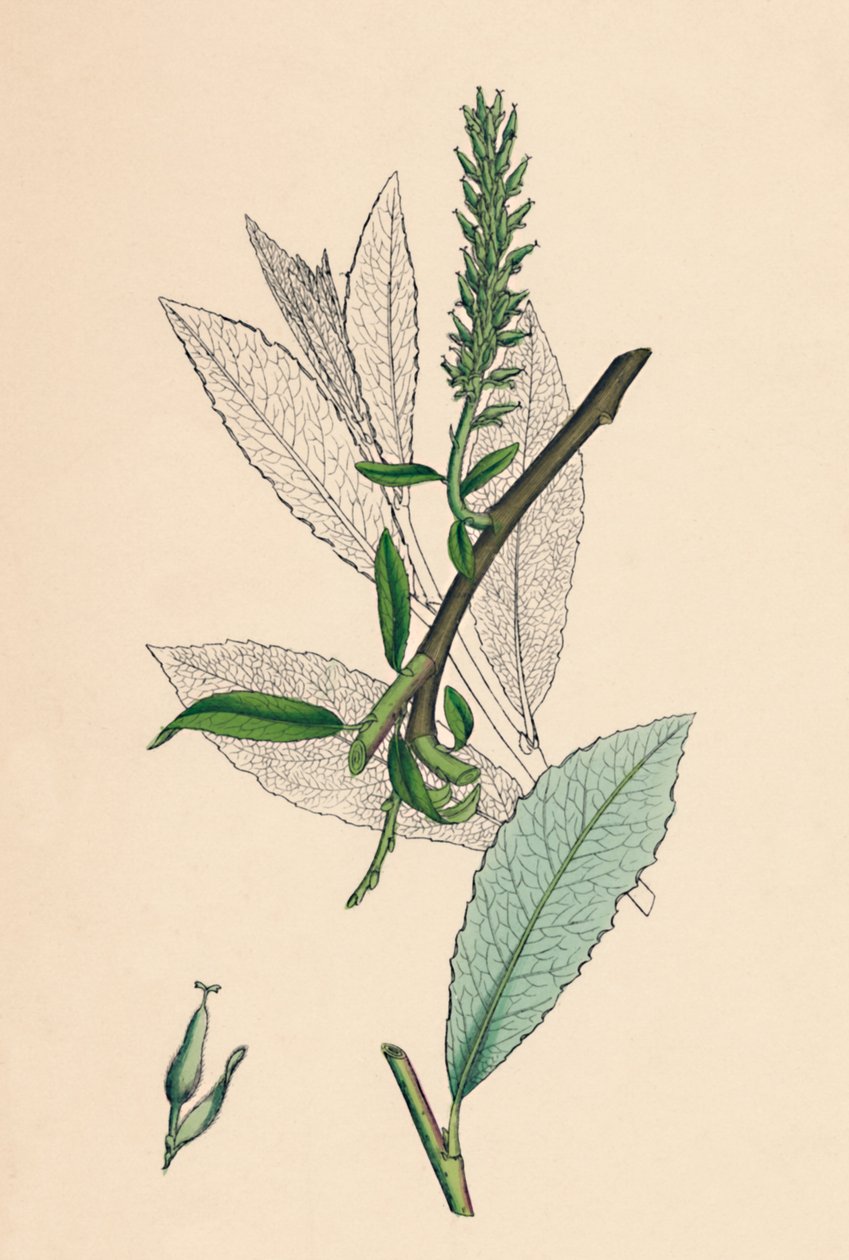 Salix phylicifolia, var. radikalere. Tebladsalg, var. a., 1800-tallet av Unbekannt