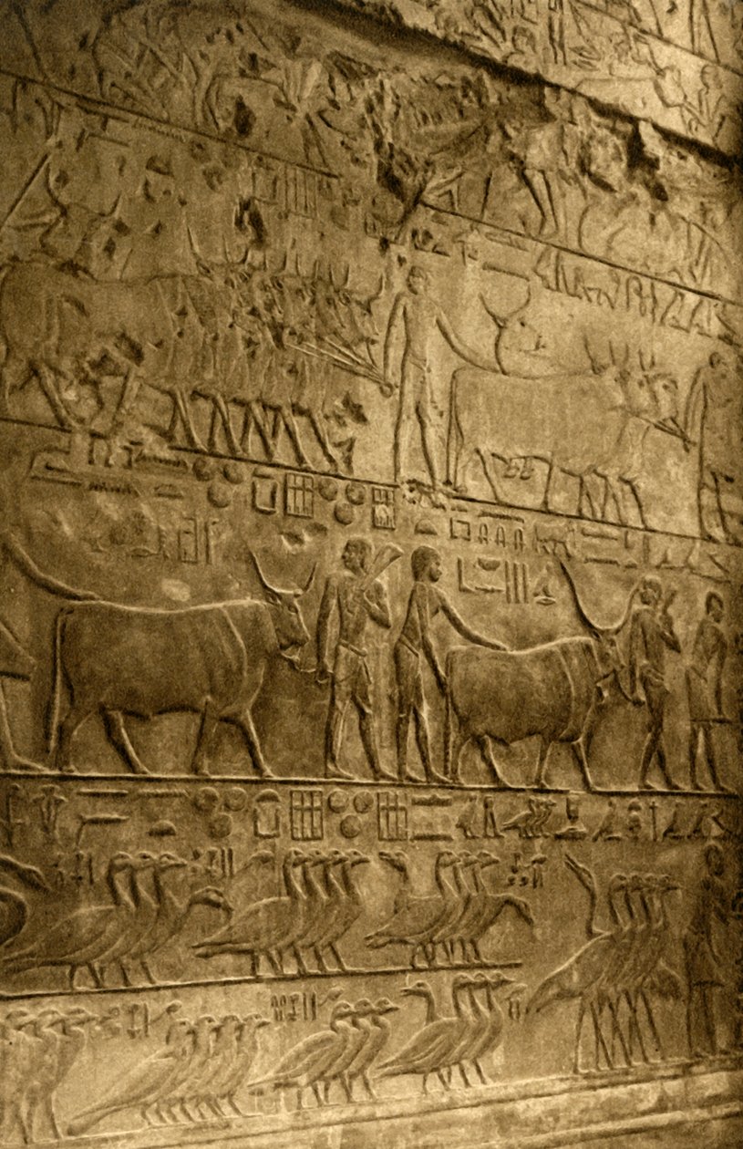 Saqqara - Ptahoteps grav - Veggdekorasjon, c1918-c1939. av Unbekannt