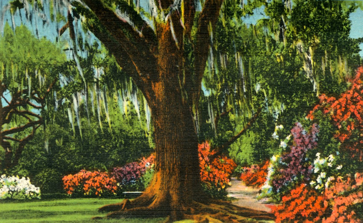 Scene i Magnolia Gardens, nær Charleston, SC, 1942. av Unbekannt