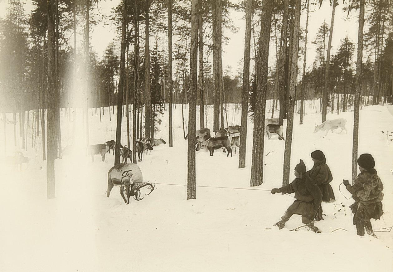 Sverige. Rag (frø) ved fangst av rein. Rundt 1900 av Unbekannt