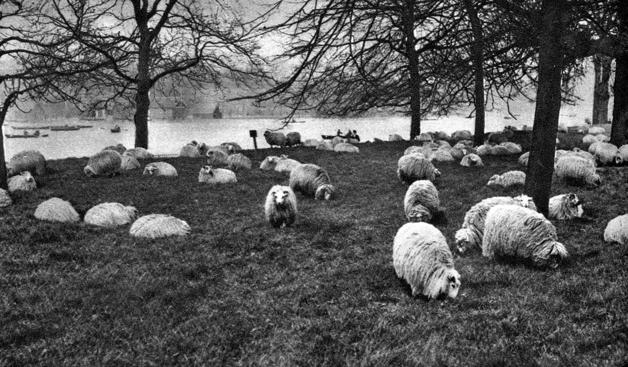 Skotsk sau ved Serpentine, Hyde Park, London, 1926-1927 av Unbekannt