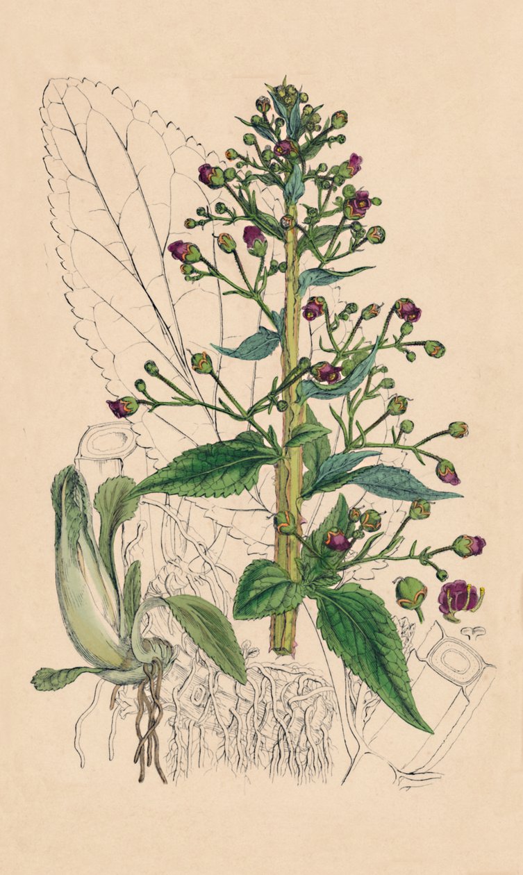 Scrophularia Ehrharti. Ehrharts Water-Betony, 1800-tallet av Unbekannt