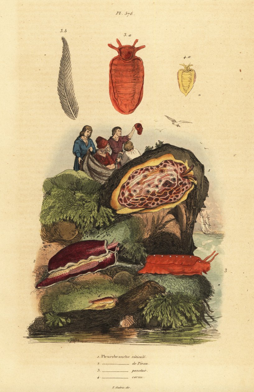 Sjøsnegler: Pleurobranchus reticulatus 1, Berthellina citrina 3, Pleurobranchus peronii 2,4 av Unbekannt