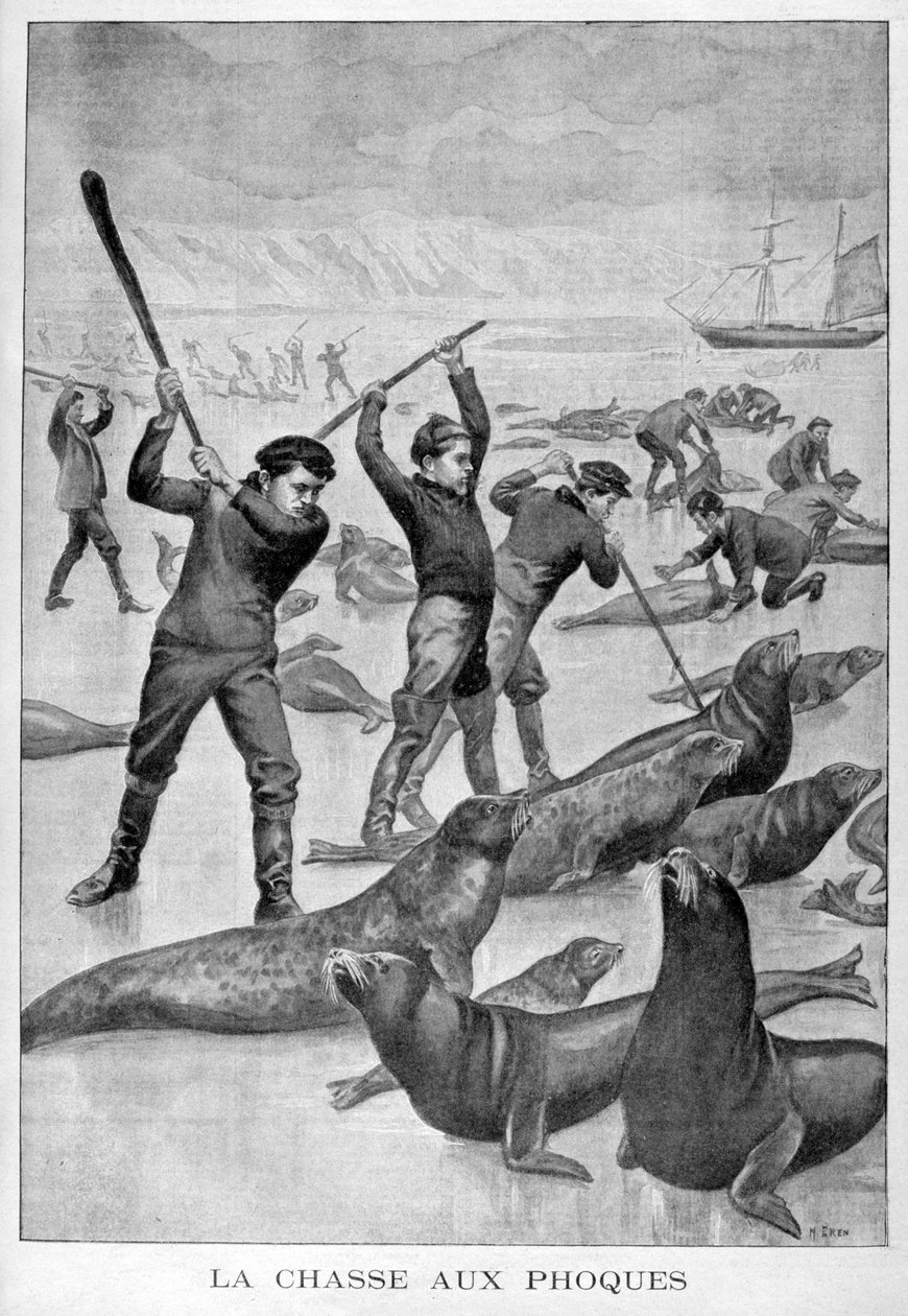 Seljakt, Newfoundland, 1902 av Unbekannt