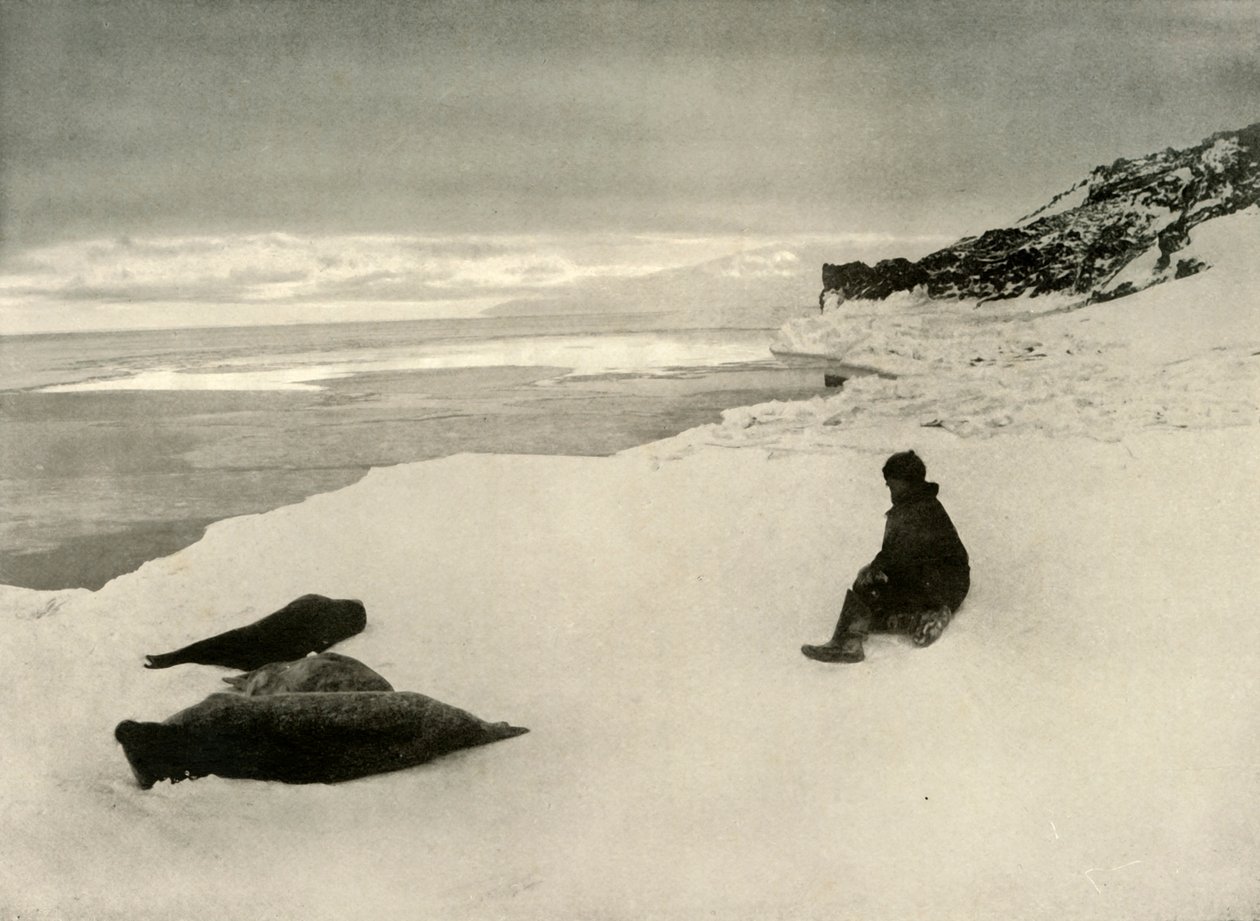 Seal at the Ice-Edge, c1908, 1909 av Unbekannt