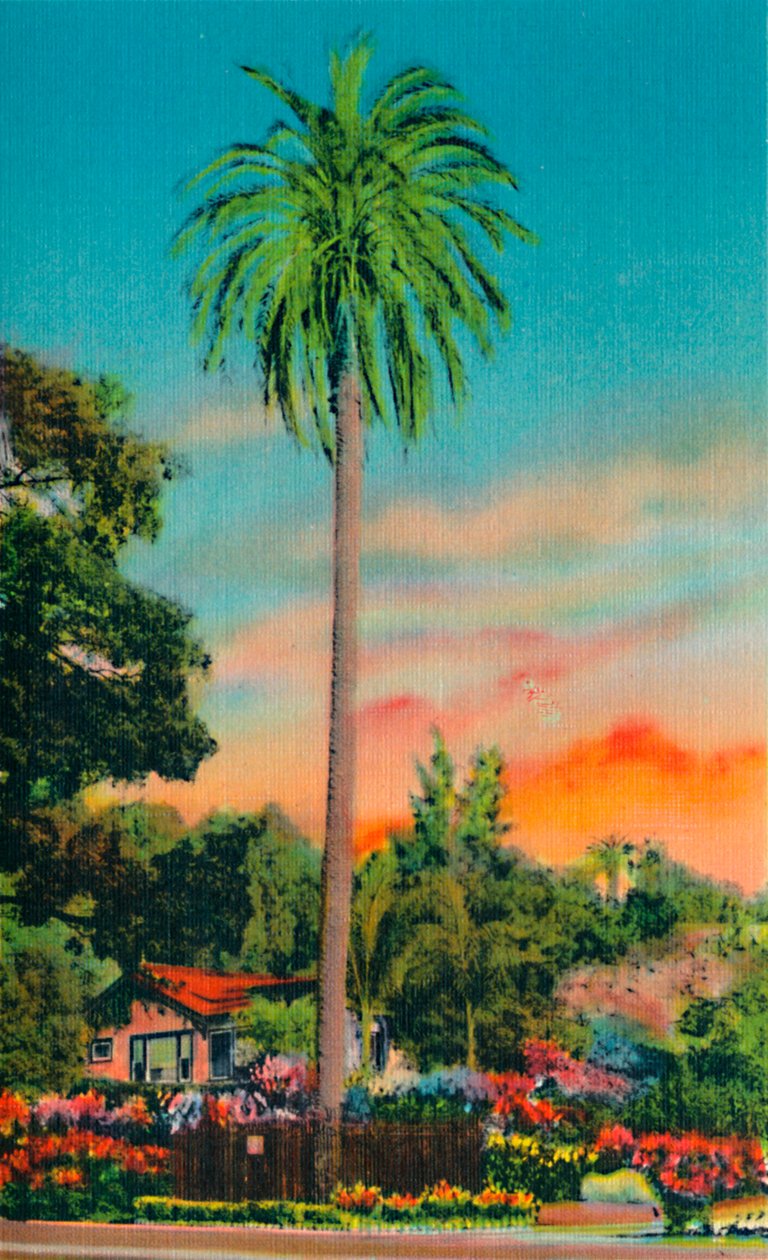 Serra Palm. Det første palmetreet i California, c1941 av Unbekannt