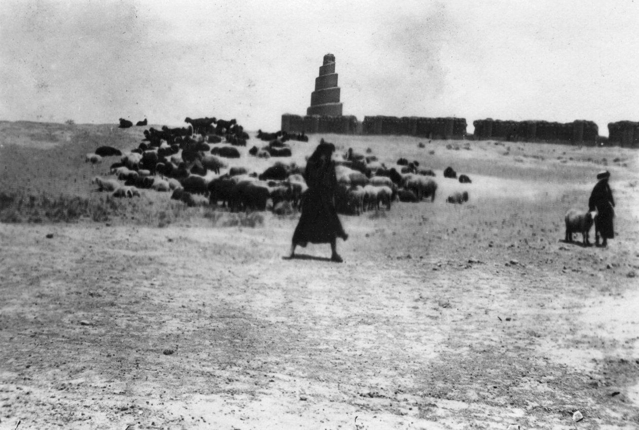 Sauer på beite utenfor Samarra, Mesopotamia, 1918 av Unbekannt