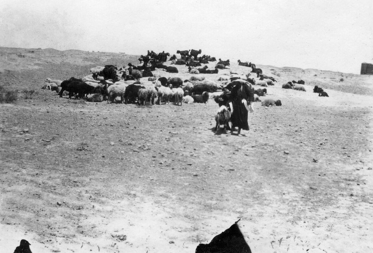 Sauer på beite utenfor Samarra, Mesopotamia, 1918 av Unbekannt