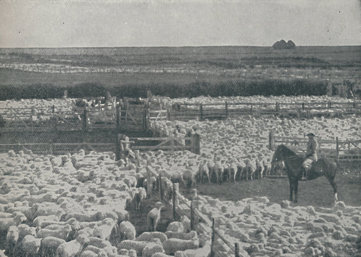 Sauefold i Australia, 1910 av Unbekannt