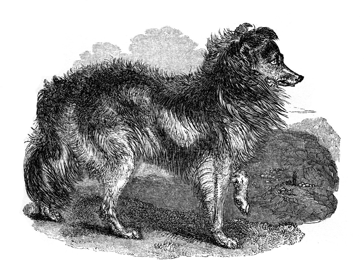 Gjeterhund, 1848 av Unbekannt