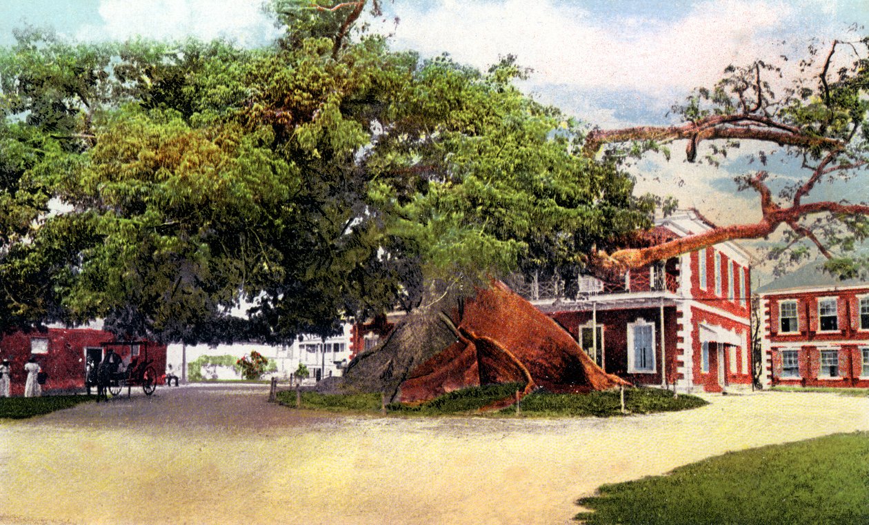Silk Cotton Tree, Nassau, New Providence, Bahamas, c1900-tallet av Unbekannt