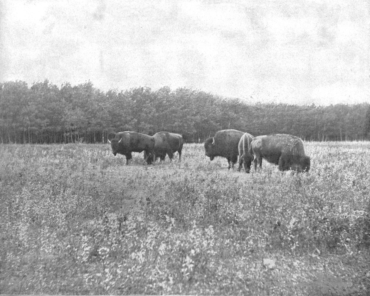 Silver Heights, Winnipeg, Canada, c1900. av Unbekannt