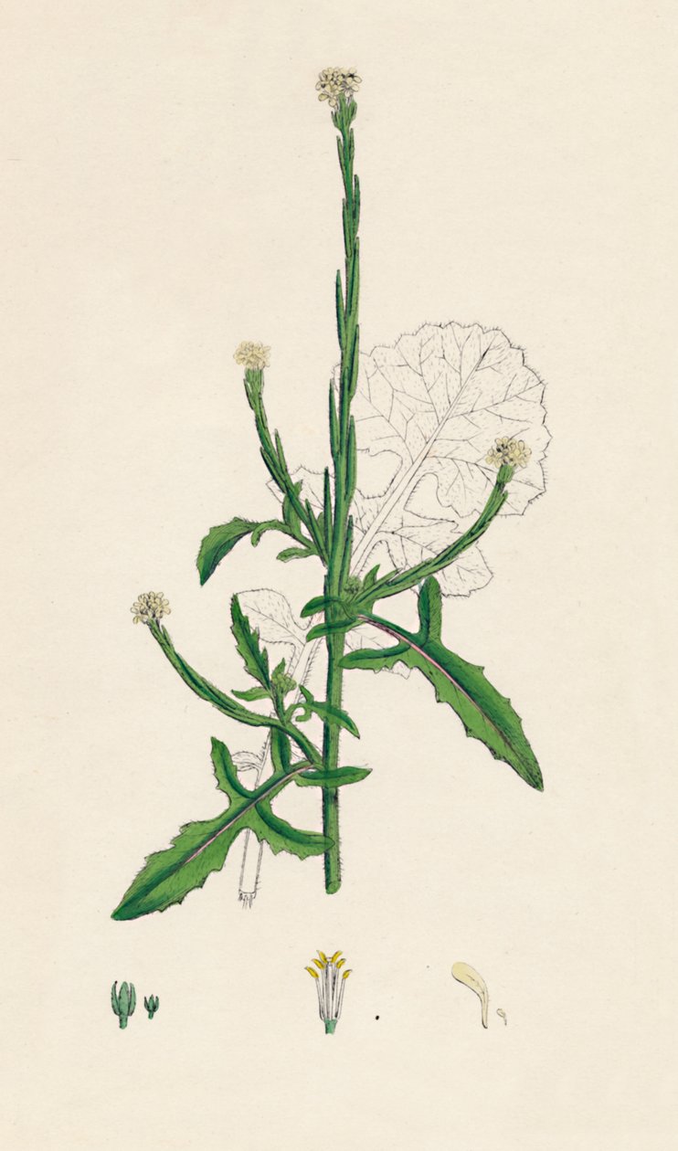 Sisymbrium officinale. Vanlig hekk-sennep, 1800-tallet av Unbekannt