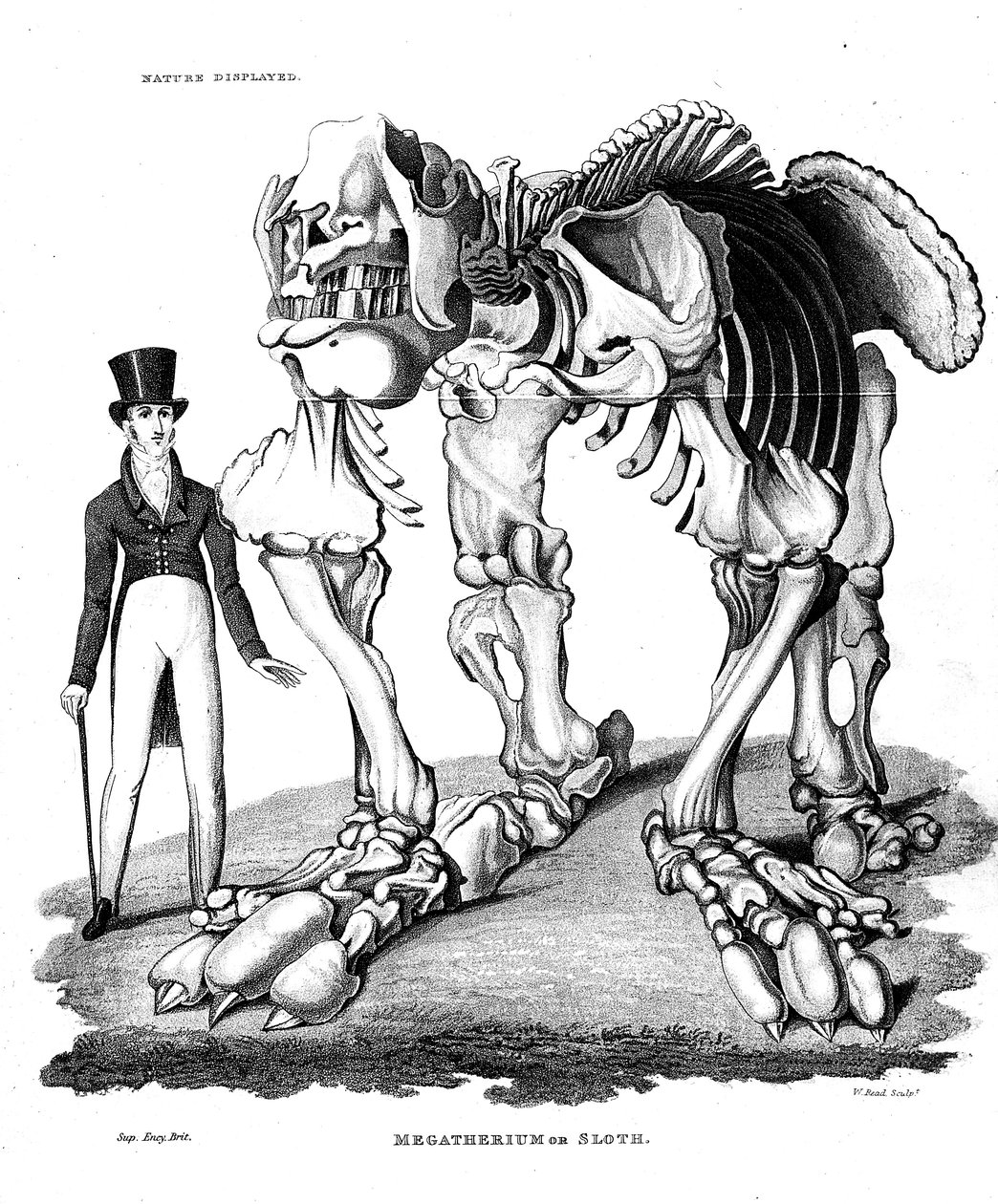 Skjelett av Megatherium, utdødd gigantisk dovendyr, 1823 av Unbekannt