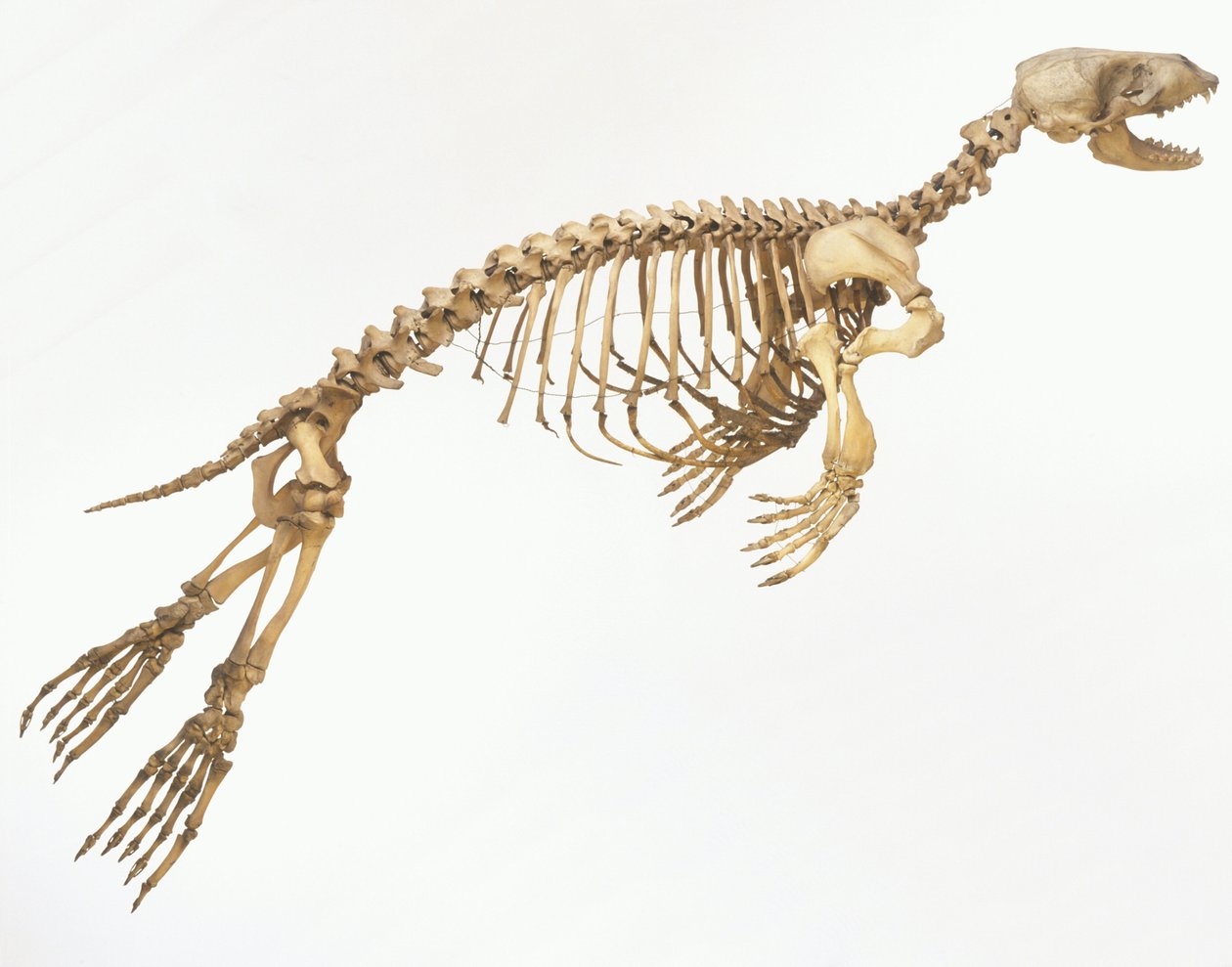 Skjelett av en steinkobbe (Phoca vitulina) 'i bevegelse', sett fra siden ©Dave King/Dorling Kindersley/UIG/Leemage av Unbekannt