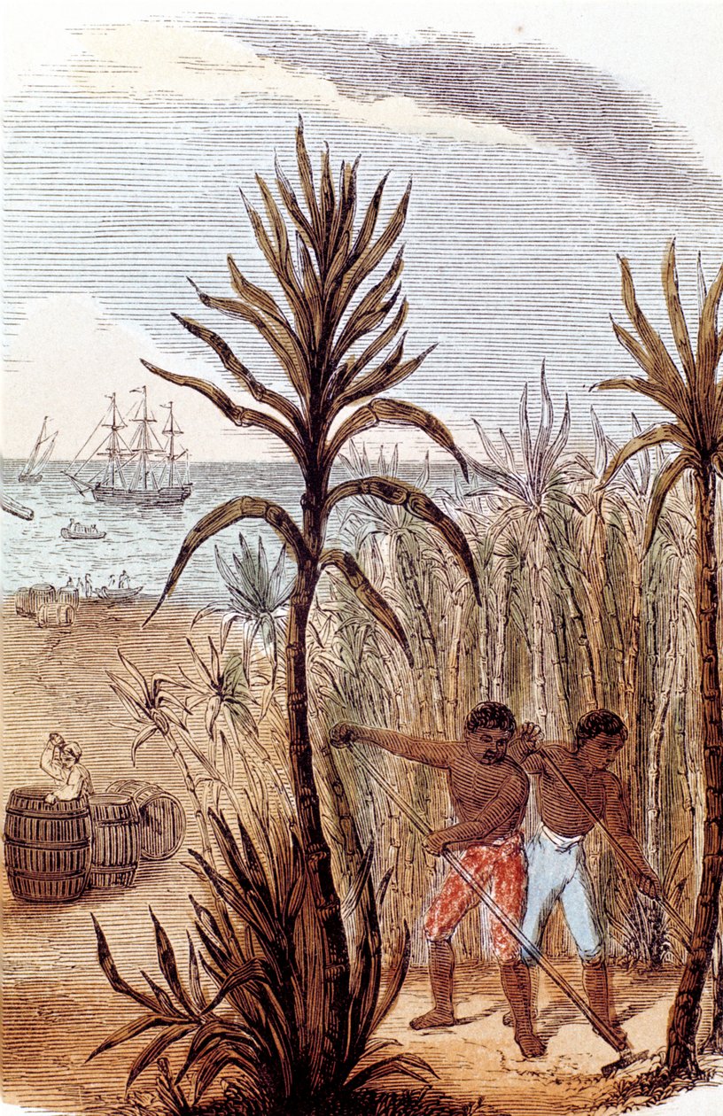 Slaver som dyrker sukkerrør i Vestindia, 1852 av Unbekannt