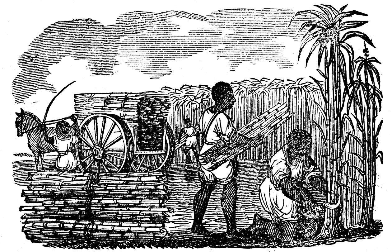Slaver høster sukkerrør i Louisiana, 1833 av Unbekannt