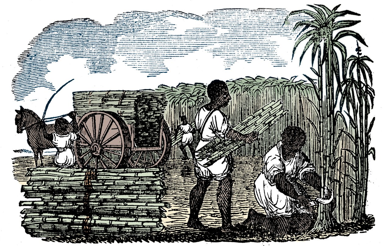 Slaver høster sukkerrør i Louisiana, 1833 av Unbekannt