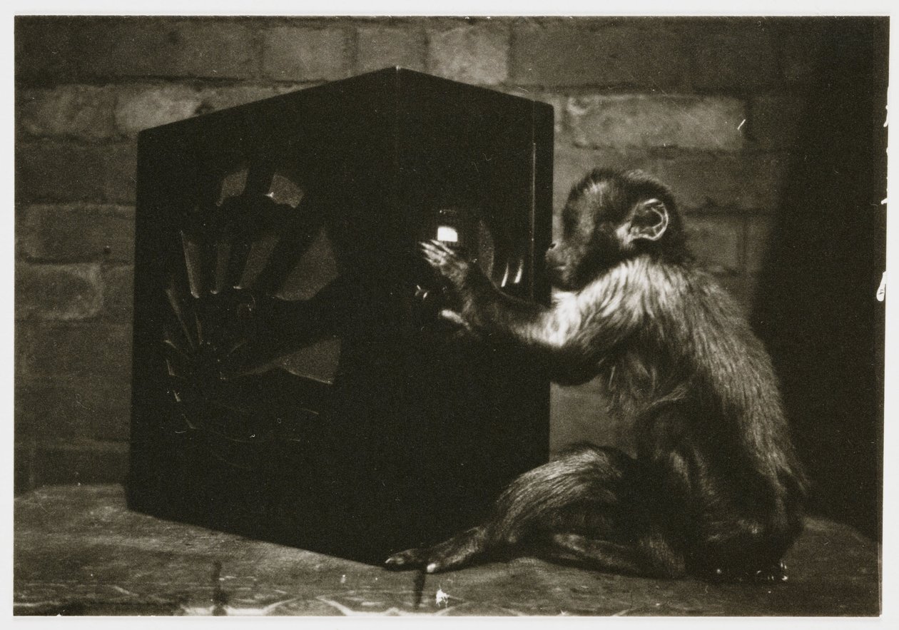 Liten ape som leker med skivene på en radio, tatt av en ukjent fotograf i ca 1935 av Unbekannt