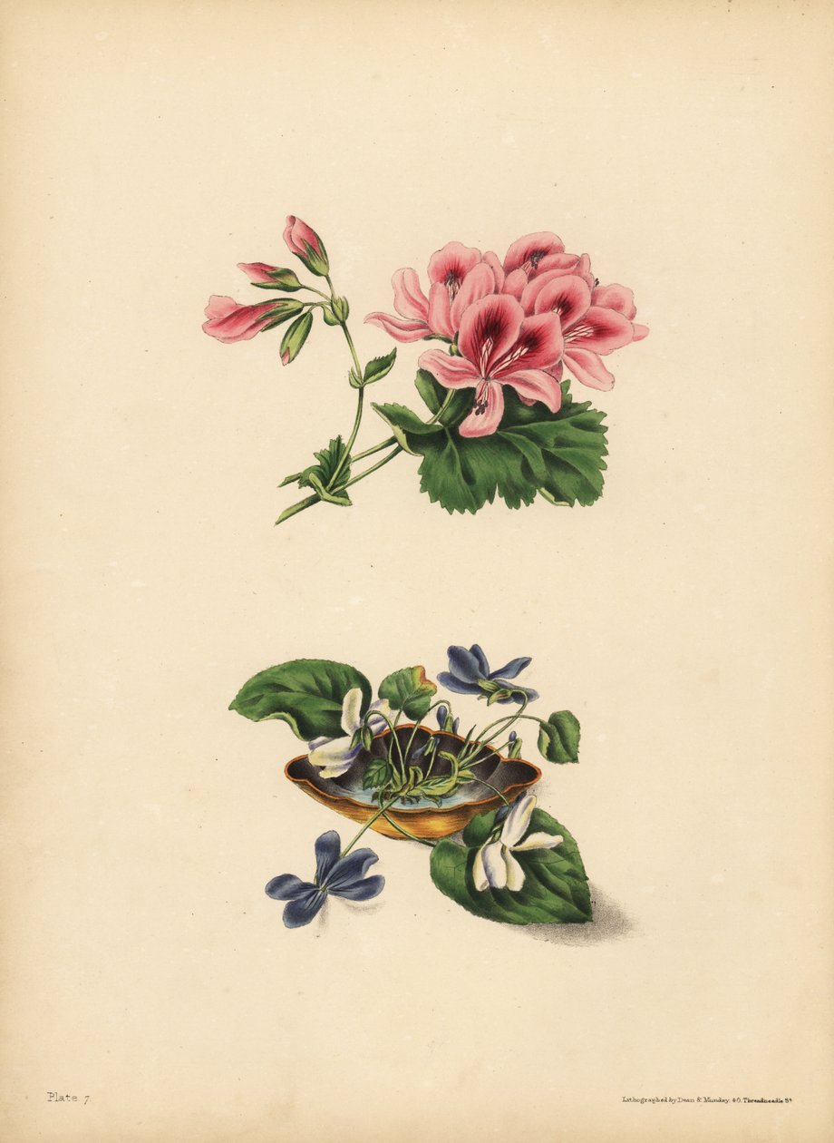 Smiths geranium, preferanse; De søte lilla og hvitblomstrede fiolene, følelsenes renhet, åpenhet, beskjedenhet og uskyld av Unbekannt