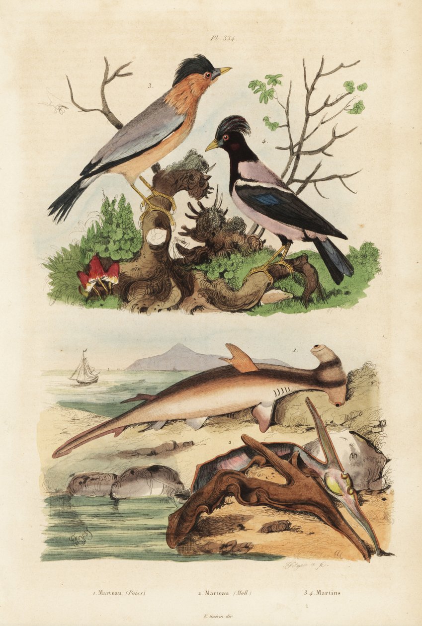 Glatt hammerhode, Sphyrna malleus 1, hammer østers, Malleus malleus 2, brahminy myna, Sturnia pagodarum 3 og rosa stær, Pastor roseus 4 av Unbekannt