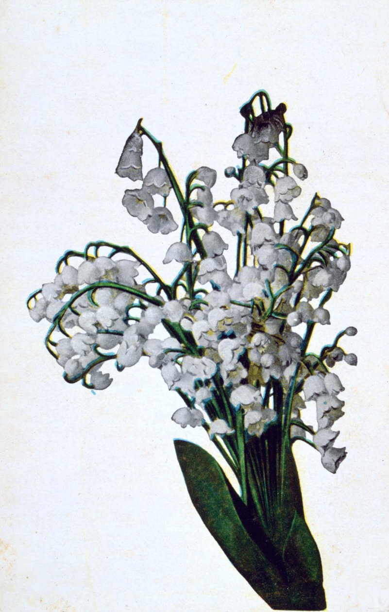 Snøklokke, fransk blomsterpostkort, c1900 av Unbekannt
