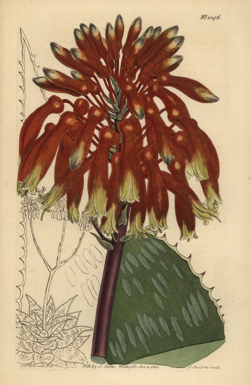 Såpealoe eller sebraaloe, Aloe maculata (største vanlige såpealoe, Aloe saponaria latifolia) av Unbekannt