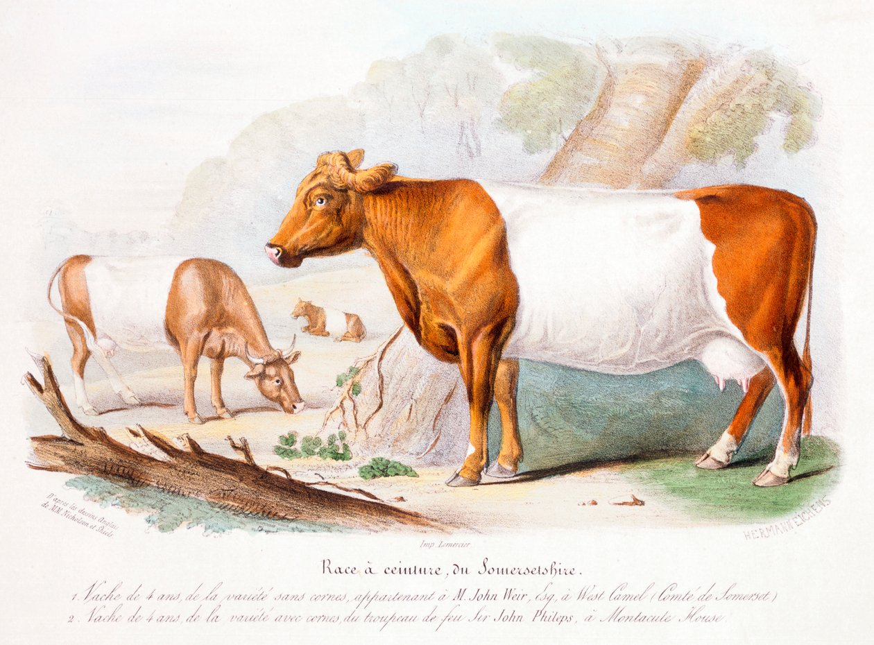 Somerset kyr, 1842 av Unbekannt