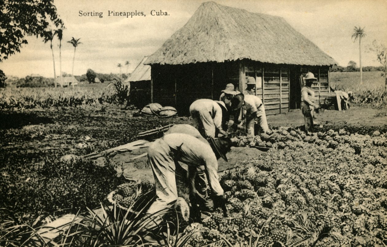 Sortering av ananas, Cuba, slutten av 1800-begynnelsen av 1900-tallet. av Unbekannt