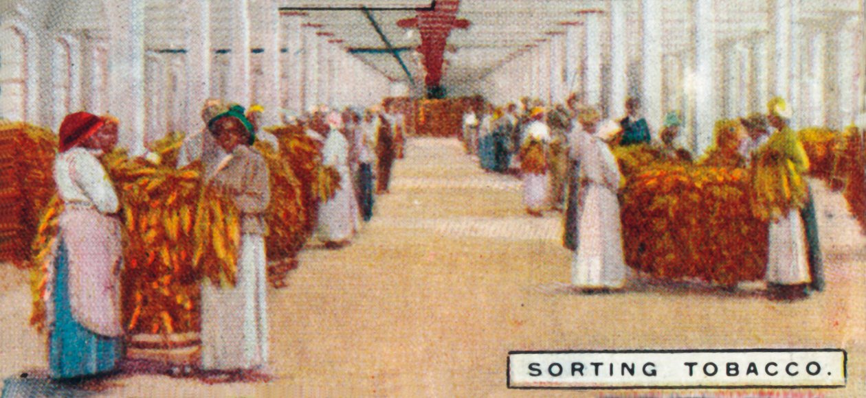 Sortering av tobakk, 1926 av Unbekannt