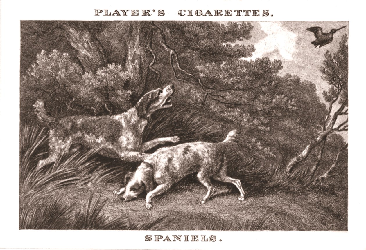 Spaniels, 1924. av Unbekannt