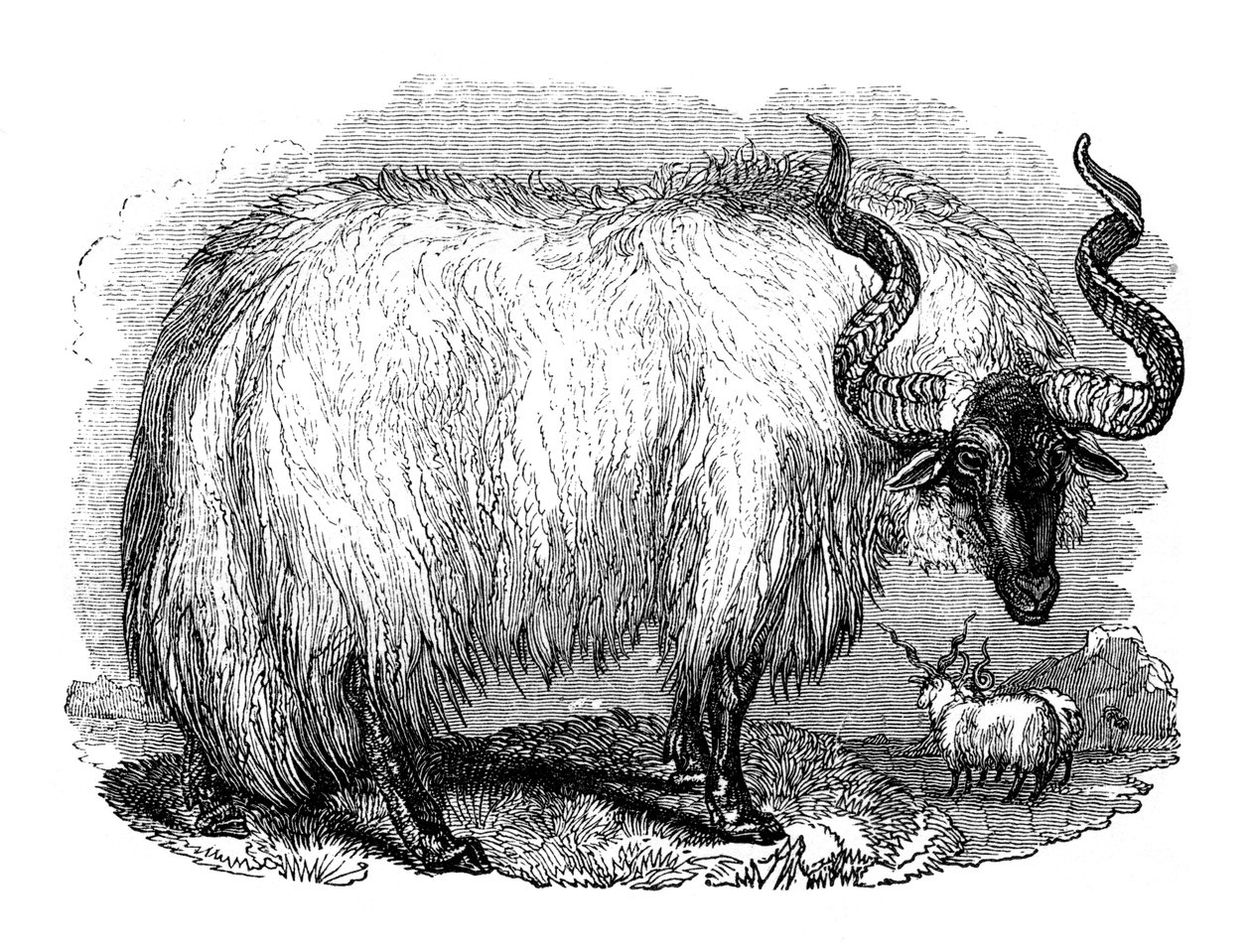Spansk sau, 1848 av Unbekannt