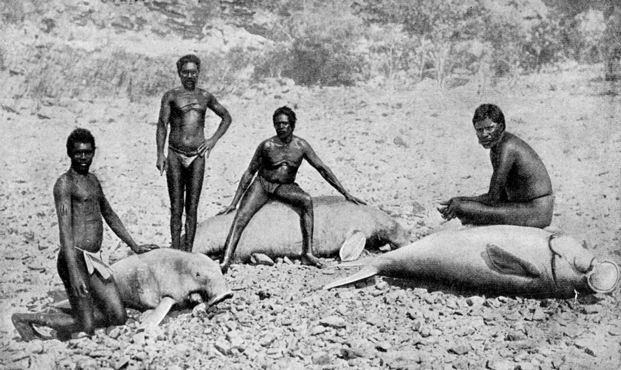 Speared Manatee, Nordvest-Australia, 1922 av Unbekannt