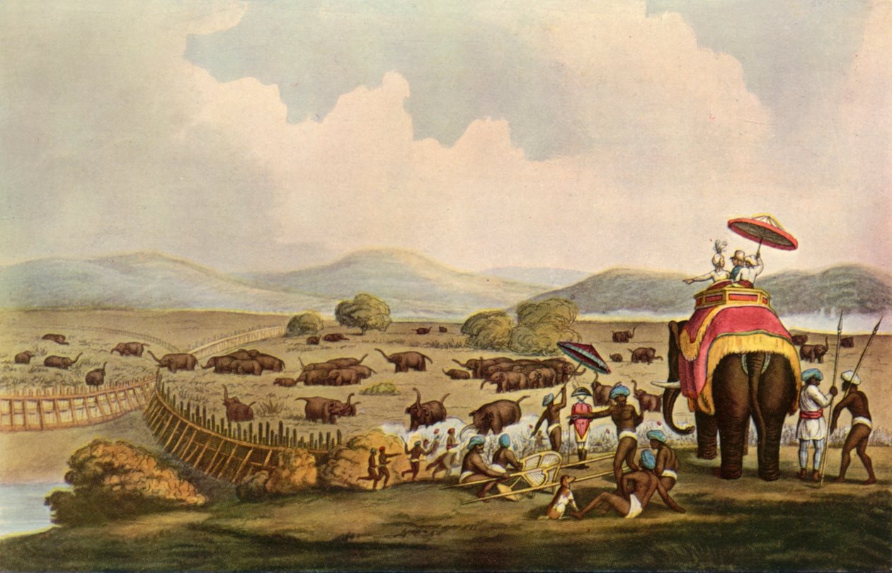 Sport i India - Å kjøre elefanter inn i en Keddah, c1808, 1901. av Unbekannt