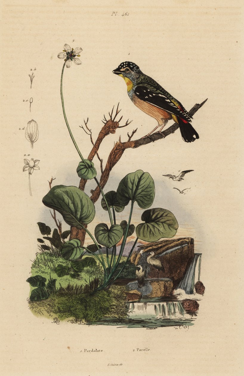 Flekk pardalote, Pardalotus punctatus av Unbekannt