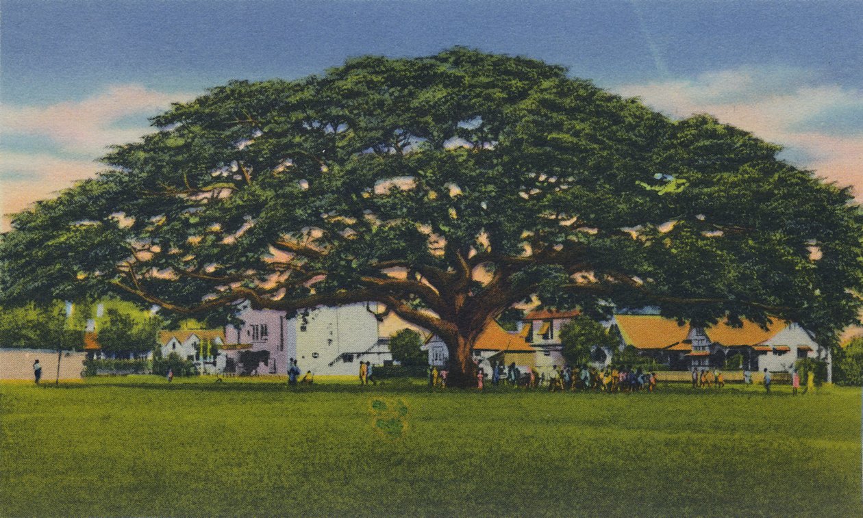 Spreading Samoan Tree, Trinidad, B.W.I., ca 1940-tallet. av Unbekannt