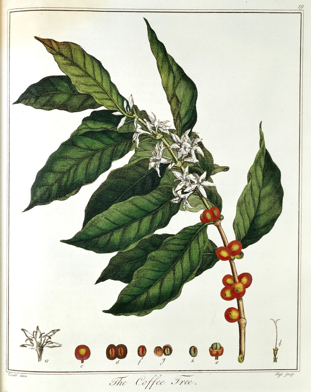 Kvist av kaffe Coffea arabica som viser blomster og bønner, 1798 av Unbekannt