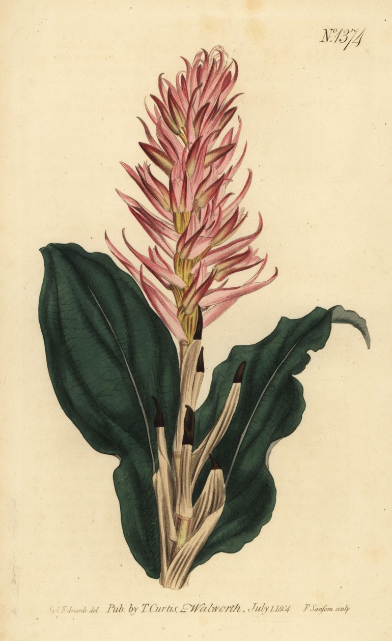 Stenorrhynchos speciosum orkidé (rødblomstret neottia, Neottia speciosa) av Unbekannt