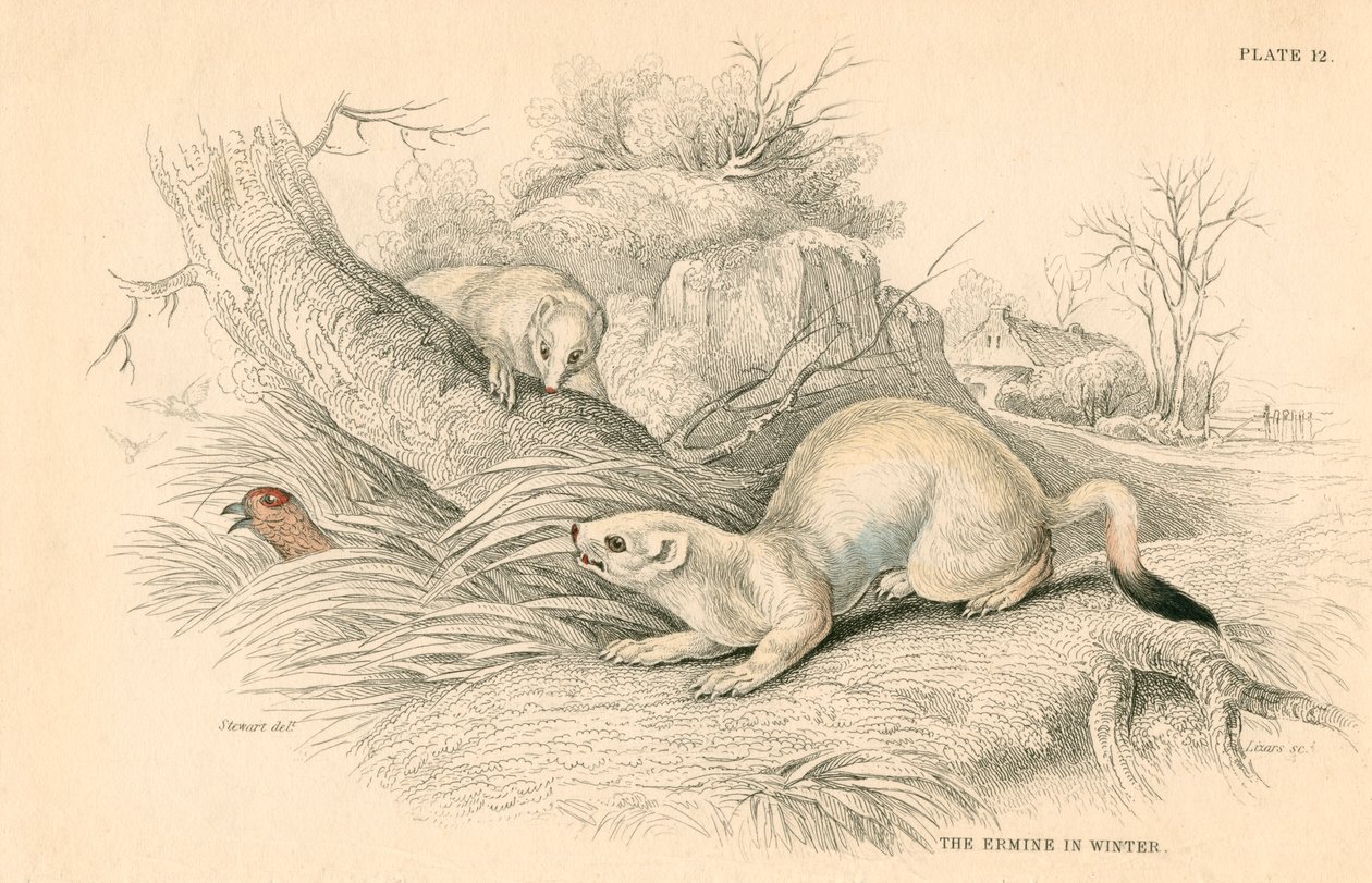 Stoat Mustela erminea, medlem av veslefamilien, 1828 av Unbekannt