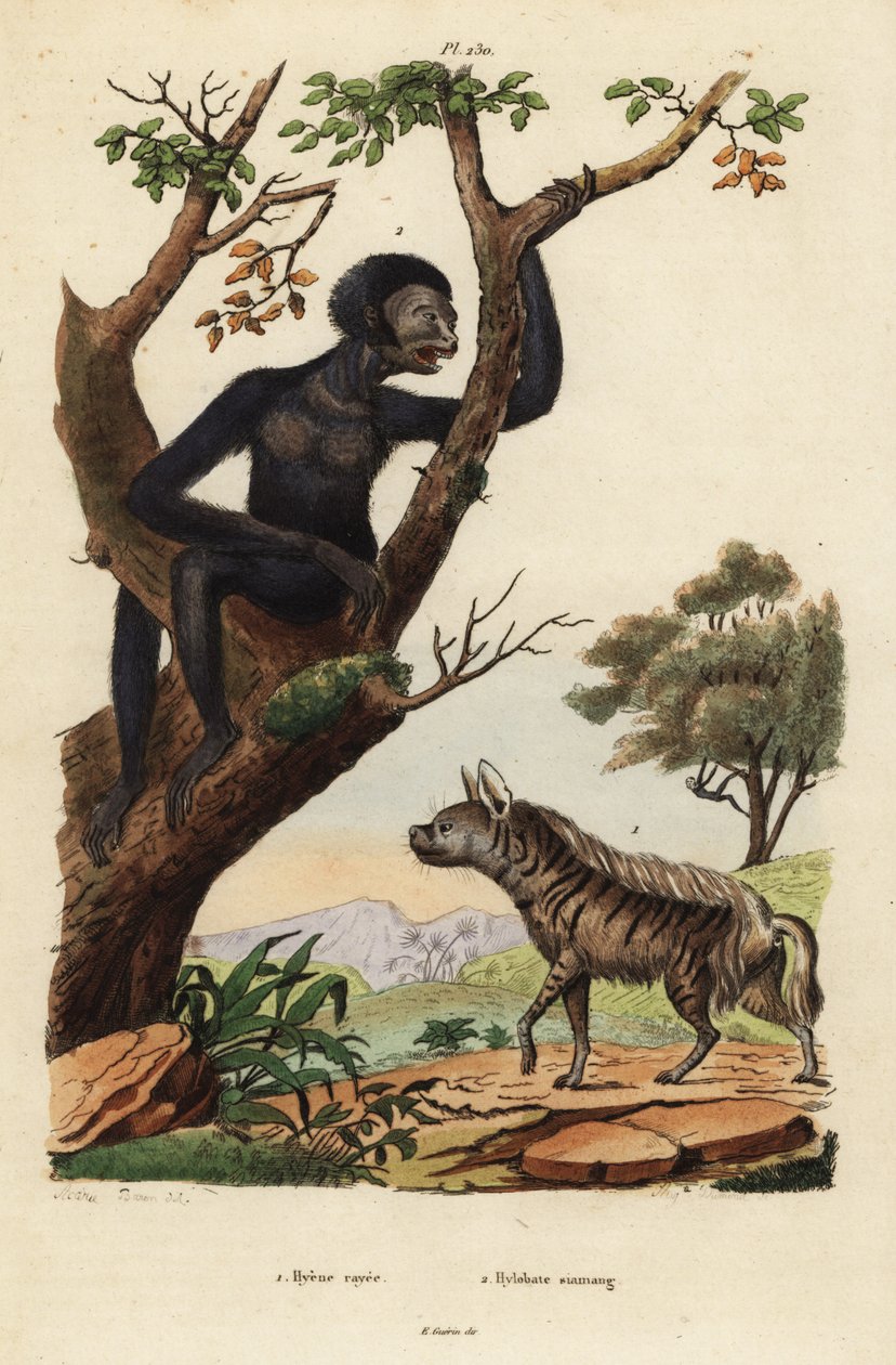 Stripete hyene, Hyaena hyena 1, og siamang, Symphalangus syndactylus, truet 2 av Unbekannt