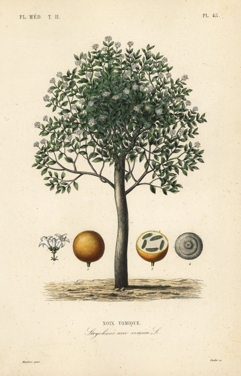 Strychnine tree, nux vomica, giftnøtt eller sædstrychnos, Strychnos nux-vomica, Noix vomique av Unbekannt