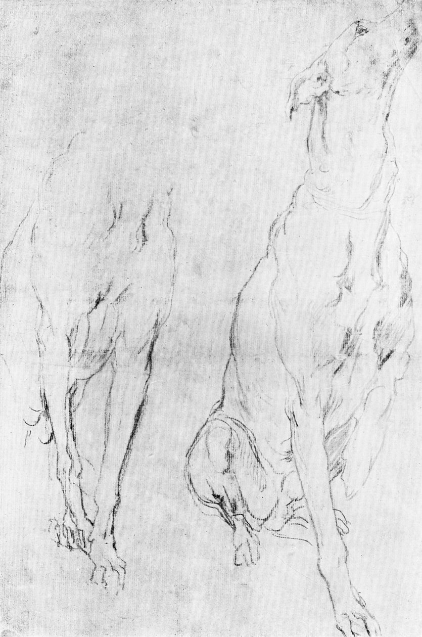 Studie for greyhound i portrettet av hertugen av Richmond, c1634 1900 av Unbekannt