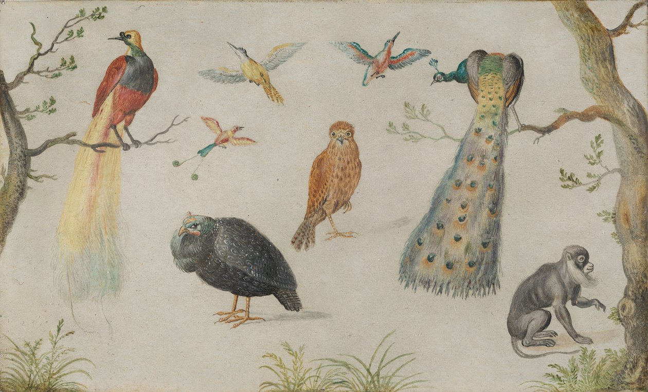 Study of Birds and Monkey, 16601670. av Unbekannt