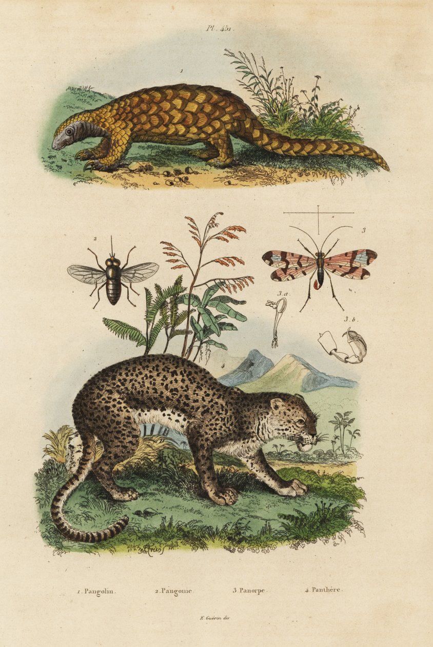 Sunda pangolin, Manis javanica, kritisk truet 1, leopard, Panthera pardus 4, hesteflue, Tabanus rostratus 3, skorpionflue, Panorpa communis 3 av Unbekannt