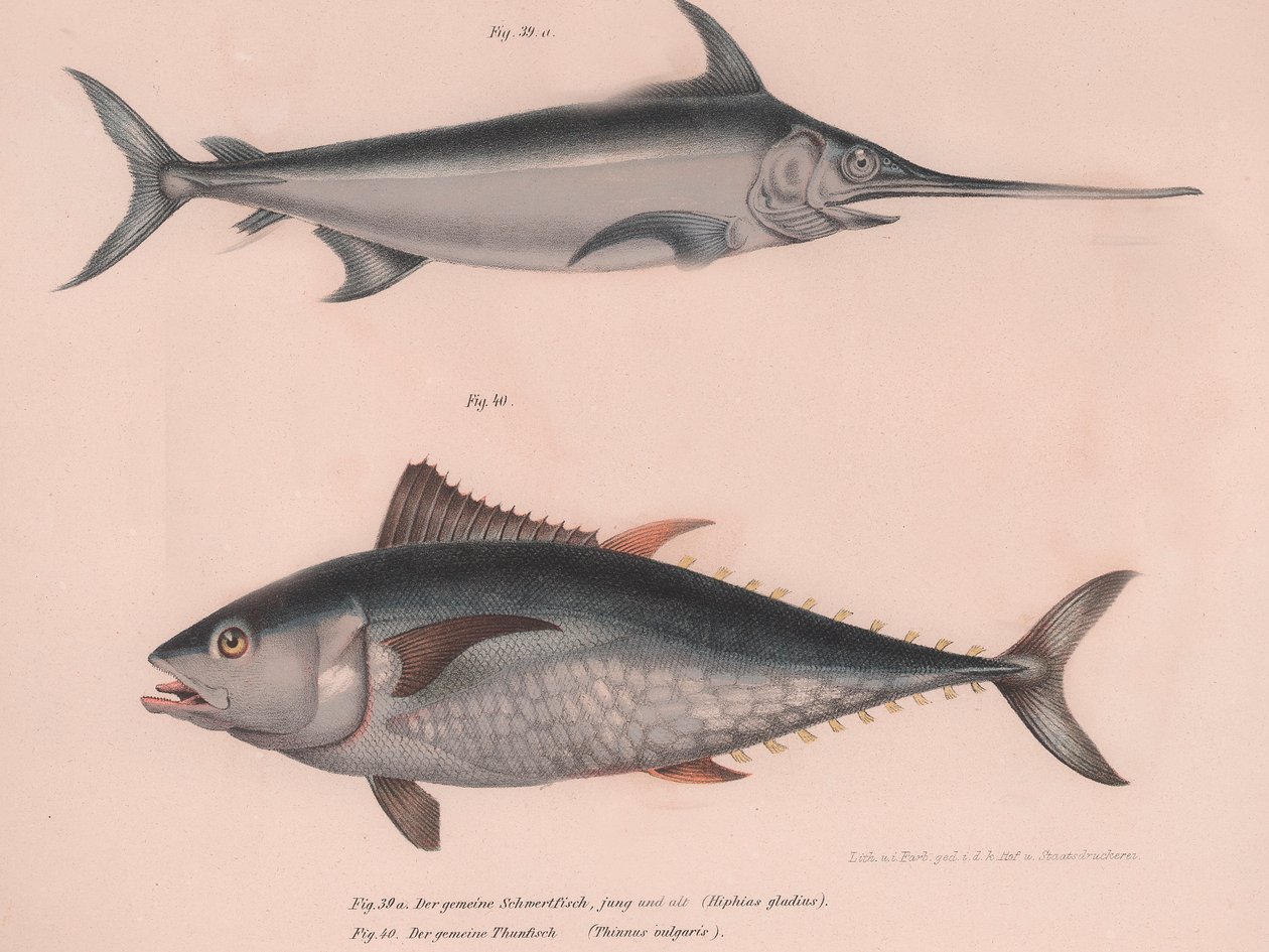 Sverdfisk Xiphias sverd, Thinnus bulgaris, ca. 1850-tallet av Unbekannt