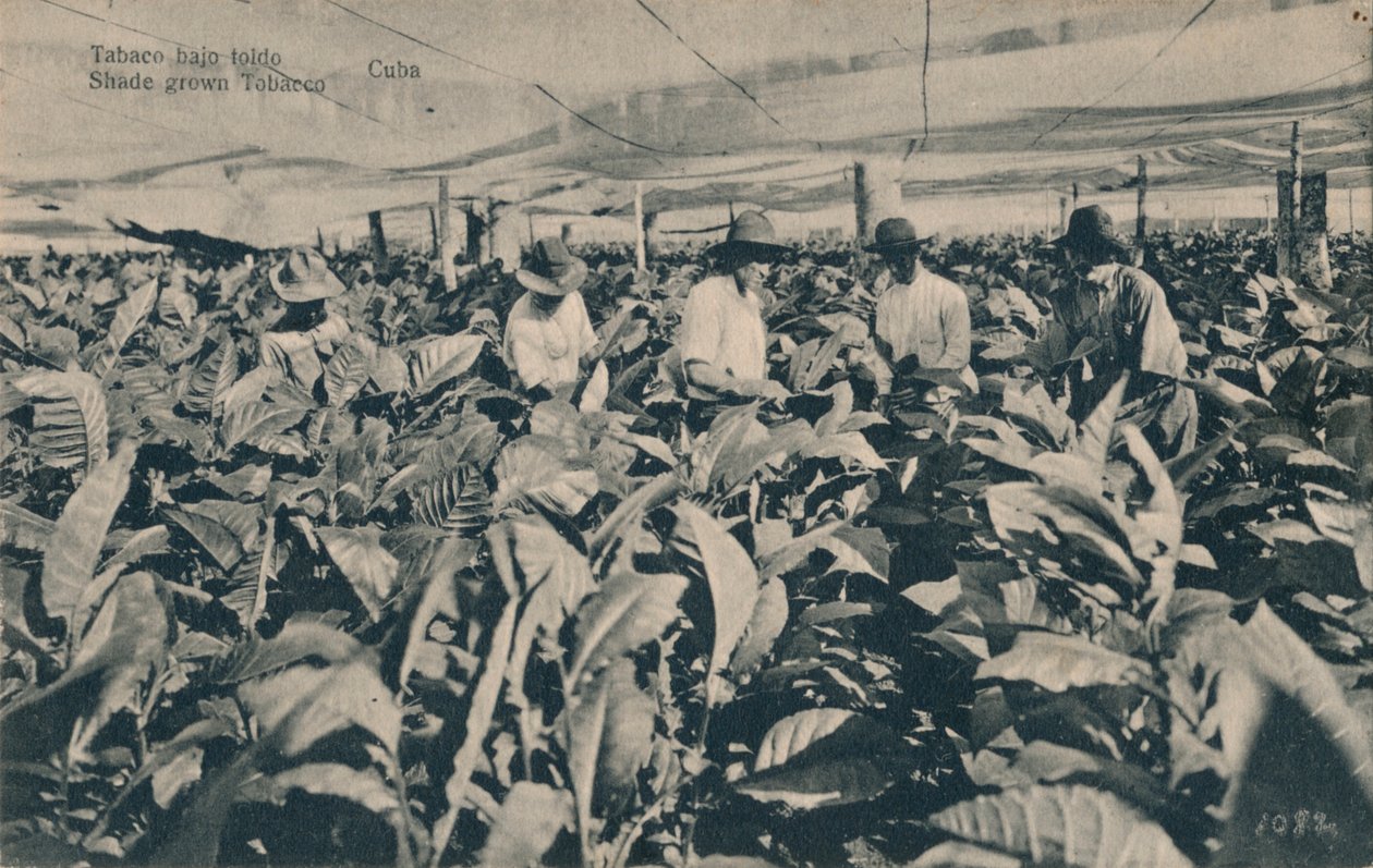 Tobakk under markise. Skyggedyrket tobakk - Cuba, c1900 av Unbekannt