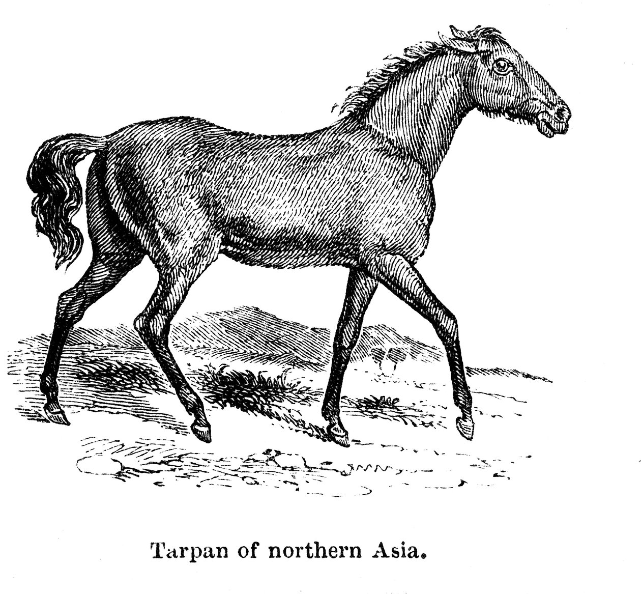 Tarpan, 1850 av Unbekannt