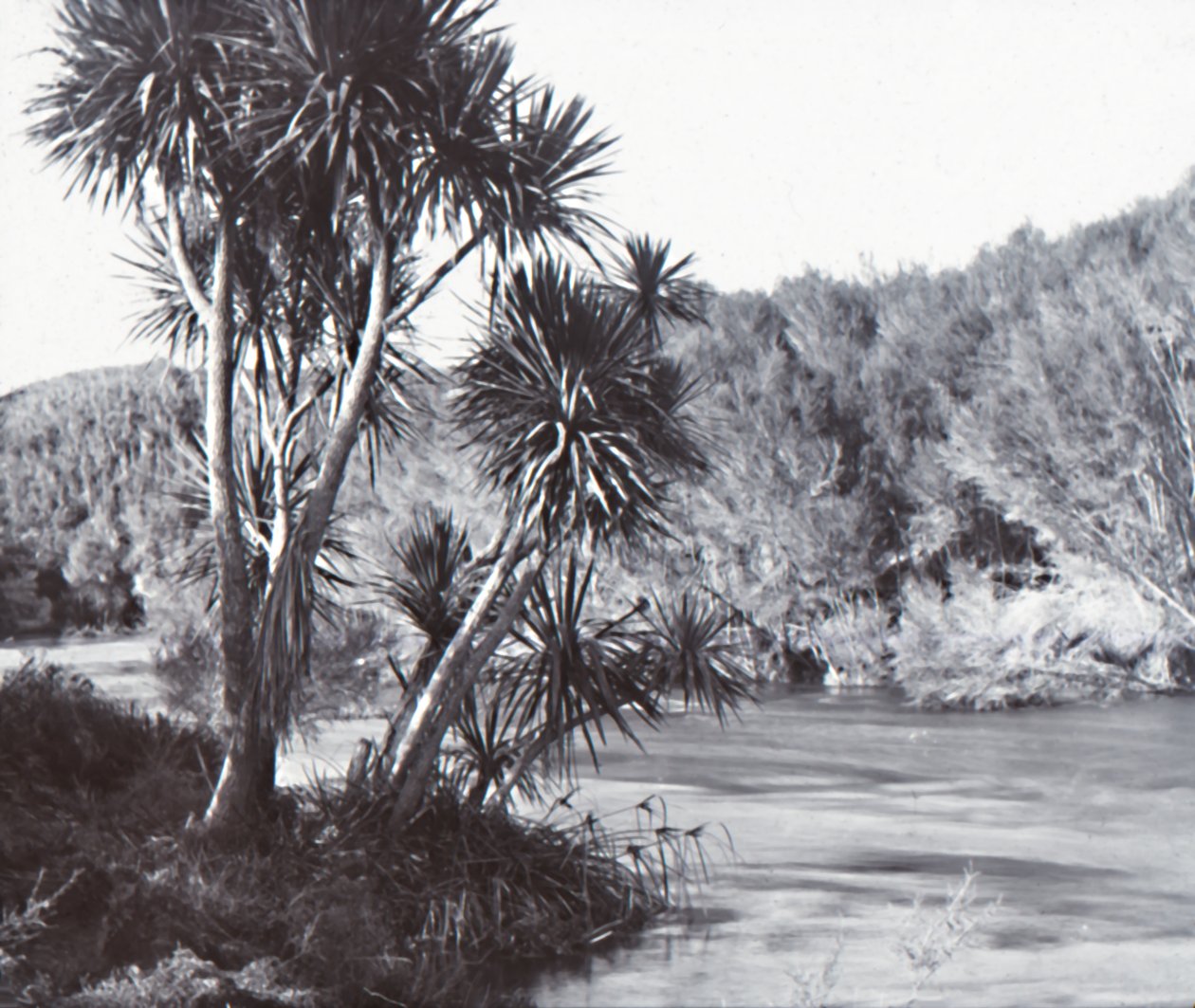 Te Waihou River, Okoroire, slutten av 1800-begynnelsen av 1900-tallet. av Unbekannt