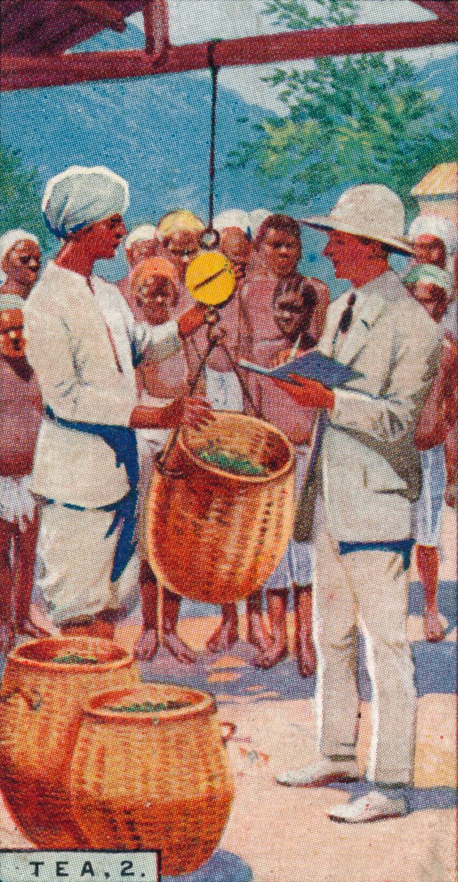 Tea, 2. - Weighing the Pickings, Ceylon, 1928 av Unbekannt