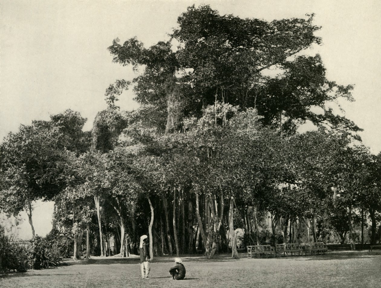 The Banyan Tree, Barrackpore, 1870, 1925. av Unbekannt